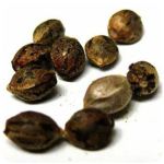 Семена марихуаны АК-47  (Seeds AK-47) в Кулебаках